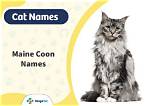 200 Maine Coon Cat Names: Perfect & Clever Options for Your Cat | Pangovet