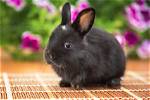 21 Beautiful Black Rabbit Breeds (With Pictures)