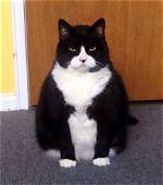 22 Animals That Look So Angry, They’re Cute