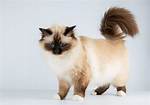22 Medium Hair Cat Breeds (With Pictures) | Pangovet