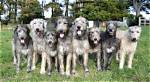 24 Photos of Irish Wolfhounds That Made Us Love These Giant Softies
