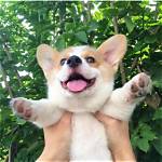 24 Pictures of Corgis That Will Bring a Smile to Anyone’s Face