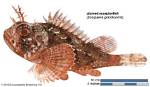 25 Scorpionfish Species Found in Hawaii Waters | News, Sports, Jobs