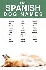 250+ Spanish Dog Names with Meanings for Male & Female Dogs
