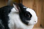 26 Black and White Rabbit Breeds (With Pictures) | Pangovet
