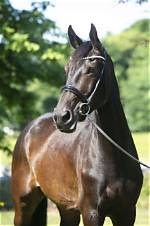 28 Warmblood Horse Breeds (With Pictures) | Pangovet