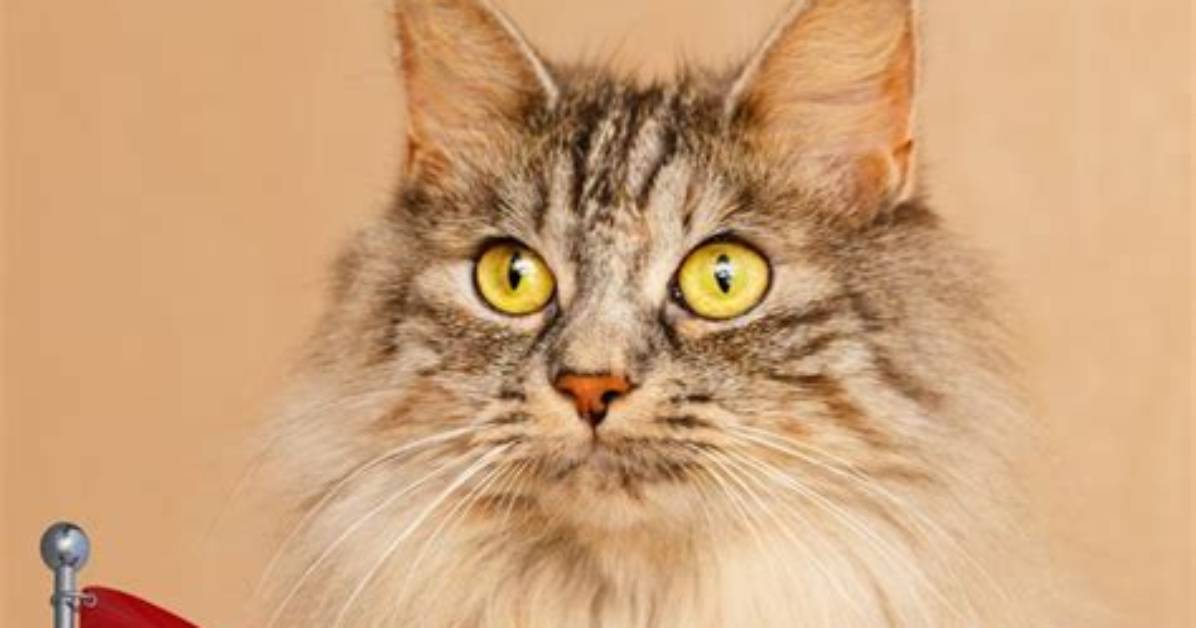 290 Spanish Cat Names: Classic Options for Your Cat (With Meanings)