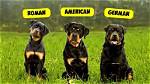 3 Types of Rottweiler Dog Breeds: an Overview (With Pictures)