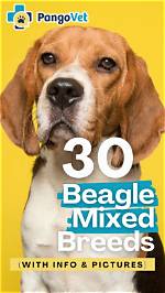 30 Beagle Mixed Breeds (With Pictures)