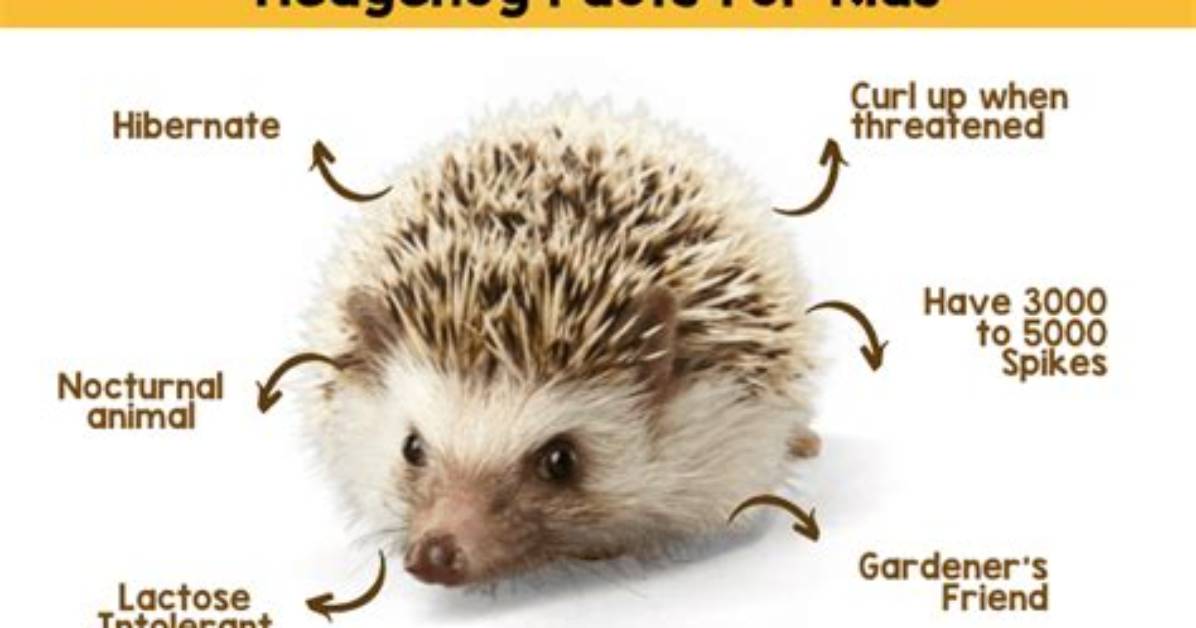35 Interesting Hedgehog Facts You Will Love to Know