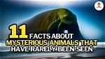 40 Mysterious Animals That Have Rarely Been Seen