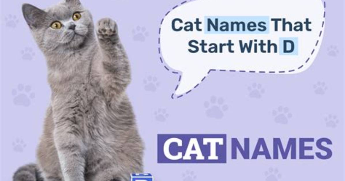 400+ Cat Names That Start with D: Delightful Male & Female Choices | Pangovet
