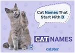 400+ Cat Names That Start with D: Delightful Male & Female Choices | Pangovet