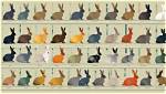45 Rabbit Coat Colors & Patterns (With Pictures) | Pangovet