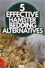5 Alternatives to Hamster Bedding Found in Your Home (With Pictures)