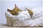 5 Awesome Diy Self-Heating Cat Bed Ideas (With Pictures) | Pangovet