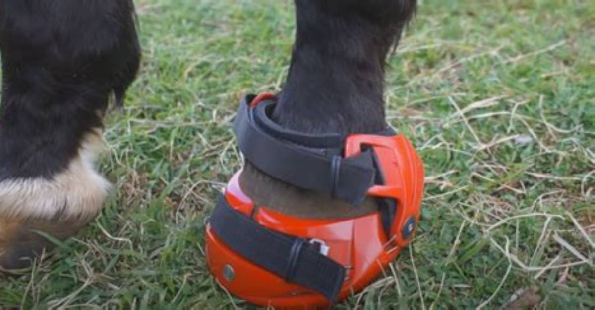 5 Best Horse Hoof Boots in 2024 - Reviews & Top Picks | Pangovet