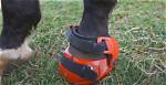 5 Best Horse Hoof Boots in 2024 - Reviews & Top Picks | Pangovet