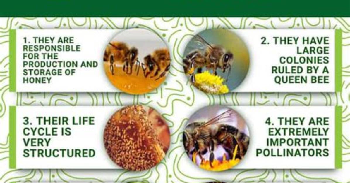 5 Crazy Facts About Honey I Blew up the Kid