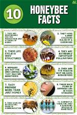 5 Crazy Facts About Honey I Blew up the Kid