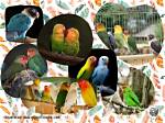 5 Lovebird Colors (With Pictures) | Pangovet