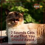 5 Sounds That Cats Hate! What You Need to Know