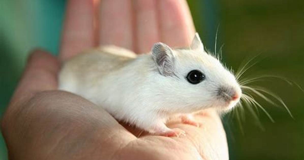 5 Types of Gerbil Breeds: an Overview (With Pictures)