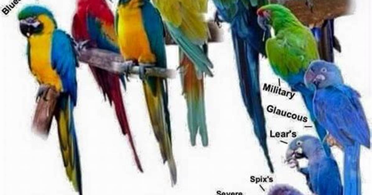 5 Types of Macaw Hybrids & Crossbreeds (With Pictures)