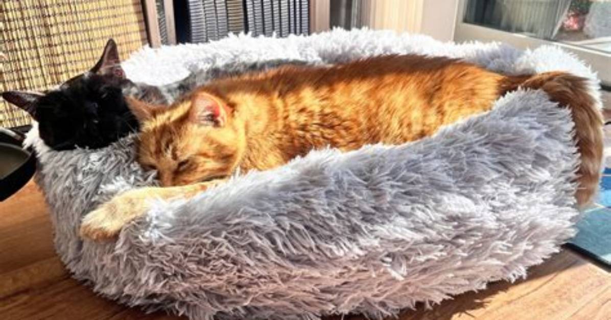 6 Best Cat Beds to Put on a Desk in 2024: Reviews & Top Picks