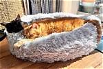 6 Best Cat Beds to Put on a Desk in 2024: Reviews & Top Picks