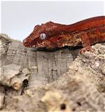 6 Best Gargoyle Gecko Breeders in Us, Uk & Canada (2024 List)