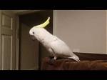 6 Cockatoo Sounds & Their Meanings (With Audio)