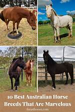 7 Australian Horse Breeds (With Pictures)