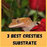 7 Best Substrates for Crested Geckos 2024 - Reviews & Top Picks