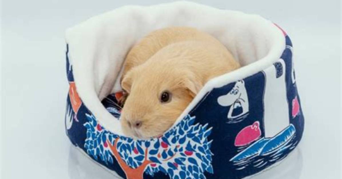7 Diy Guinea Pig Beds You Can Build Today (With Pictures)