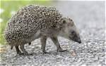 7 Hedgehog Myths & Misconceptions: Separating Facts from Fiction
