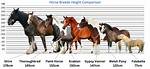 7 Largest Horse Breeds: 2024 Guide (With Pictures) | Pangovet