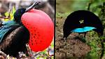 7 Rarest Pet Birds in the World (With Pictures)