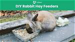 7 Simple Diy Rabbit Hay Feeders You Can Build Today (With Pictures)