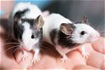 7 Types of Pet Mice Varieties (With Pictures)