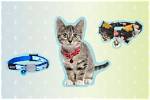 8 Best Cat Collars in 2024 – Reviews & Top Picks