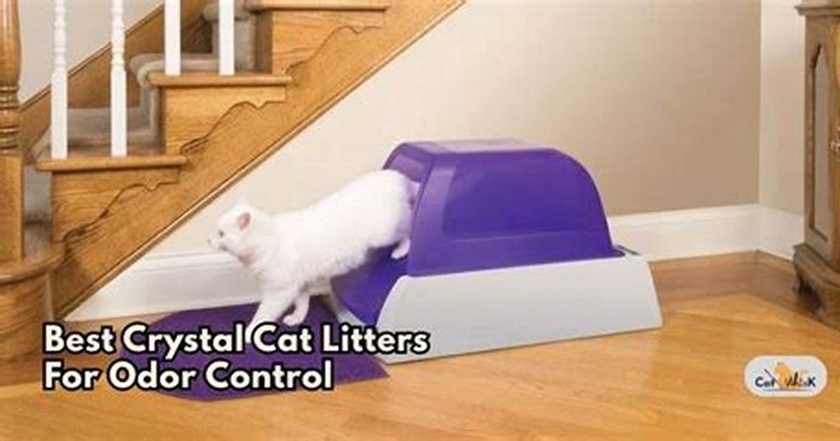 8 Best Cat Litters for Odor Control in 2024 - Reviews & Top Picks