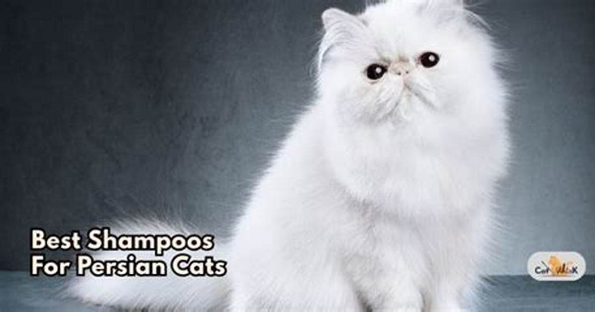 8 Best Shampoos for Persian Cats in 2024: Reviews & Top Picks