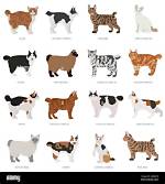 8 Cat Breeds with Short Tails (With Pictures) | Pangovet