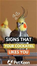8 Signs That Your Cockatiel Likes You: What to Look for | Pangovet