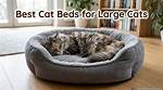 9 Best Budget Cat Beds in 2024: Reviews & Top Picks