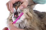 9 Best Cat Toothpastes in 2024 - Reviews & Top Picks