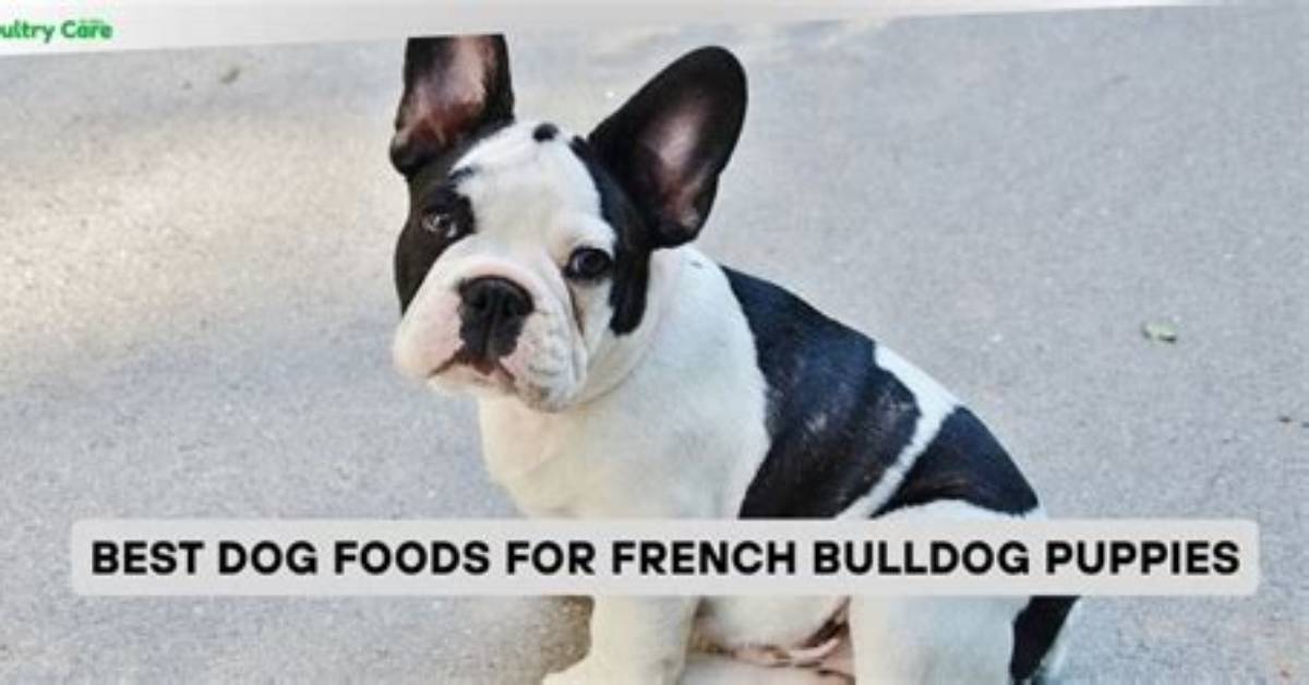 9 Best Foods for French Bulldog Puppies in 2024 - Reviews & Top Picks