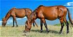 9 Japanese Horse Breeds (With Pictures)