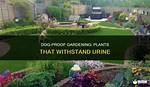 9 Plants Resistant to Dog Urine (Sturdy & Fun Options!)